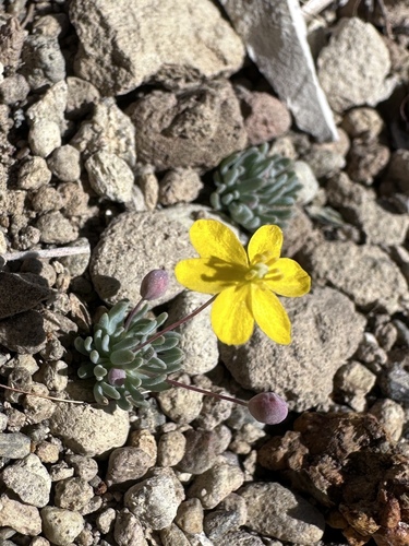 Golden pygmypoppy (Canbya aurea)