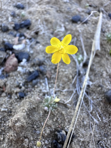 Golden pygmypoppy (Canbya aurea)