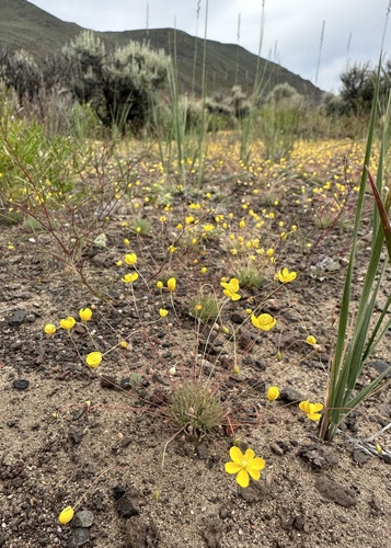 Golden pygmypoppy (Canbya aurea)