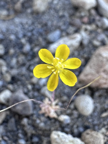 Golden pygmypoppy (Canbya aurea)