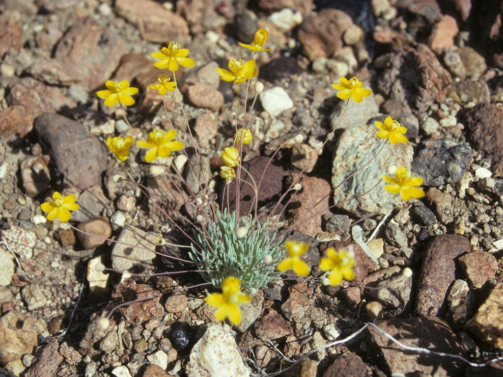 Golden pygmypoppy (Canbya aurea)