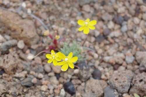 Golden pygmypoppy: golden pygmypoppy