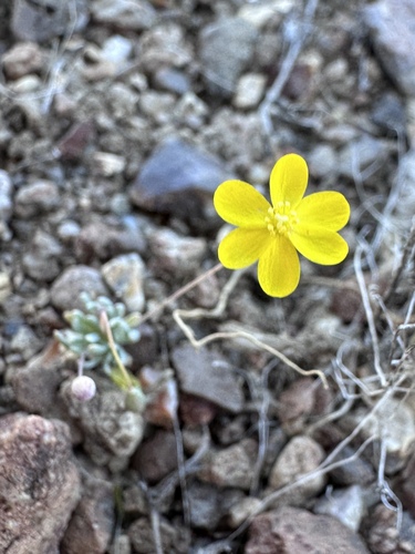 Golden pygmypoppy (Canbya aurea)