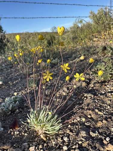 Golden pygmypoppy (Canbya aurea)