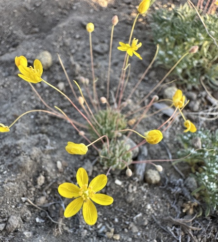 Golden pygmypoppy (Canbya aurea)