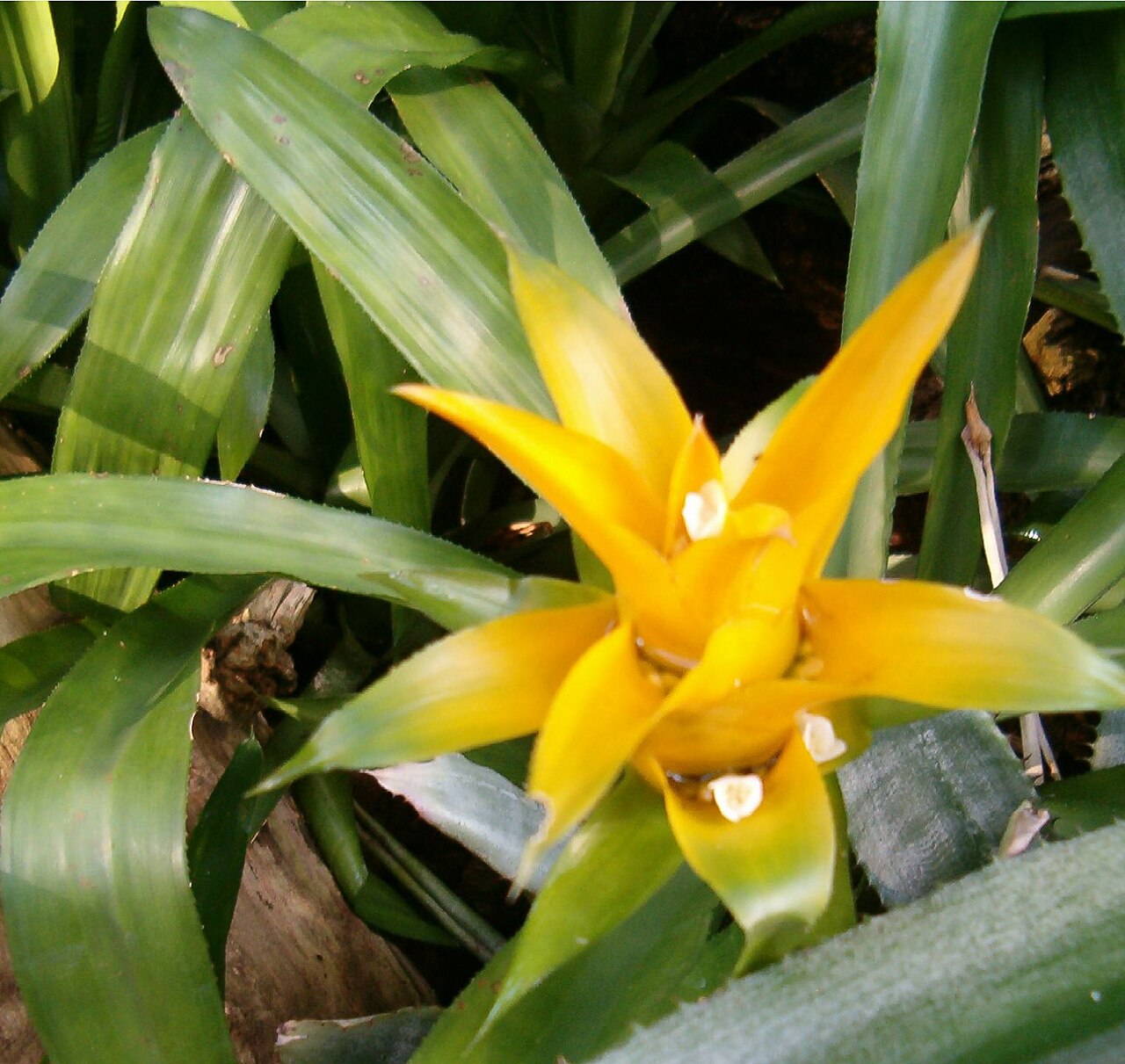 Canistropsis billbergioides (Canistropsis billbergioides)