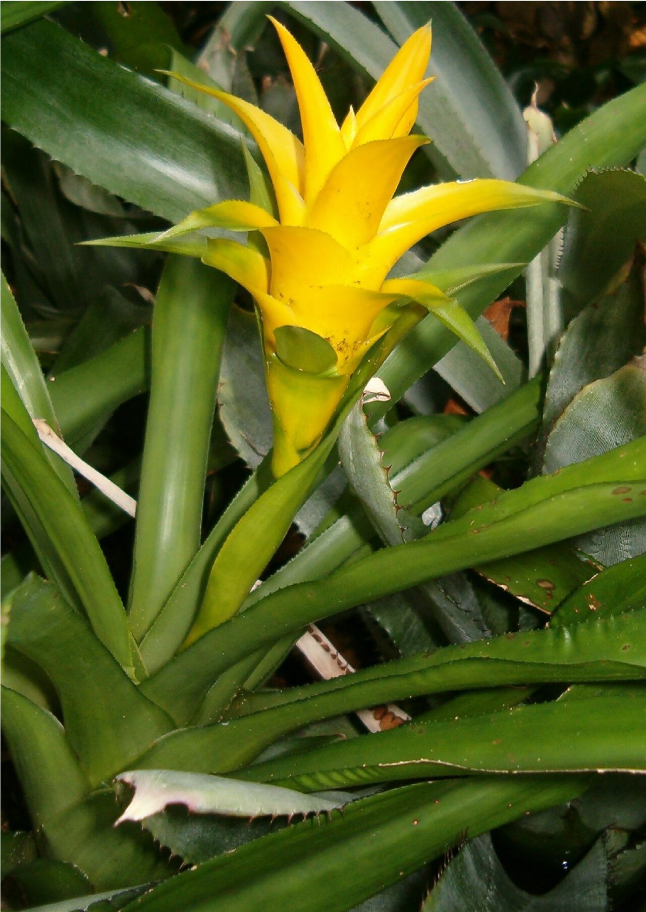 Canistropsis billbergioides (Canistropsis billbergioides)