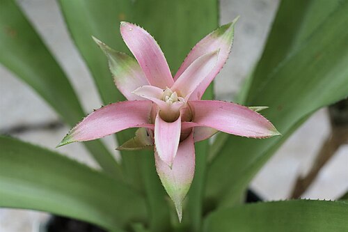 Canistropsis billbergioides: Canistropsis billbergioides pink