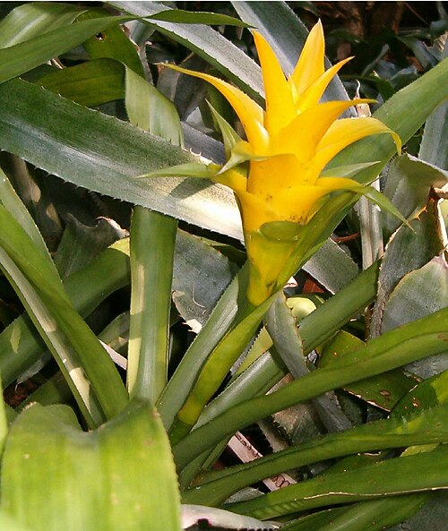Canistropsis billbergioides (Canistropsis billbergioides)