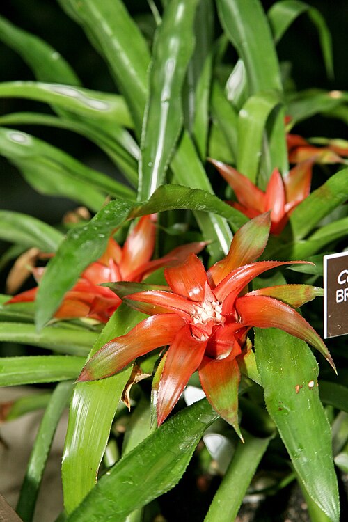 Canistropsis billbergioides: Canistropsis billbergioides f. azurea Member of the Bromeliad family - Bromeliaceae