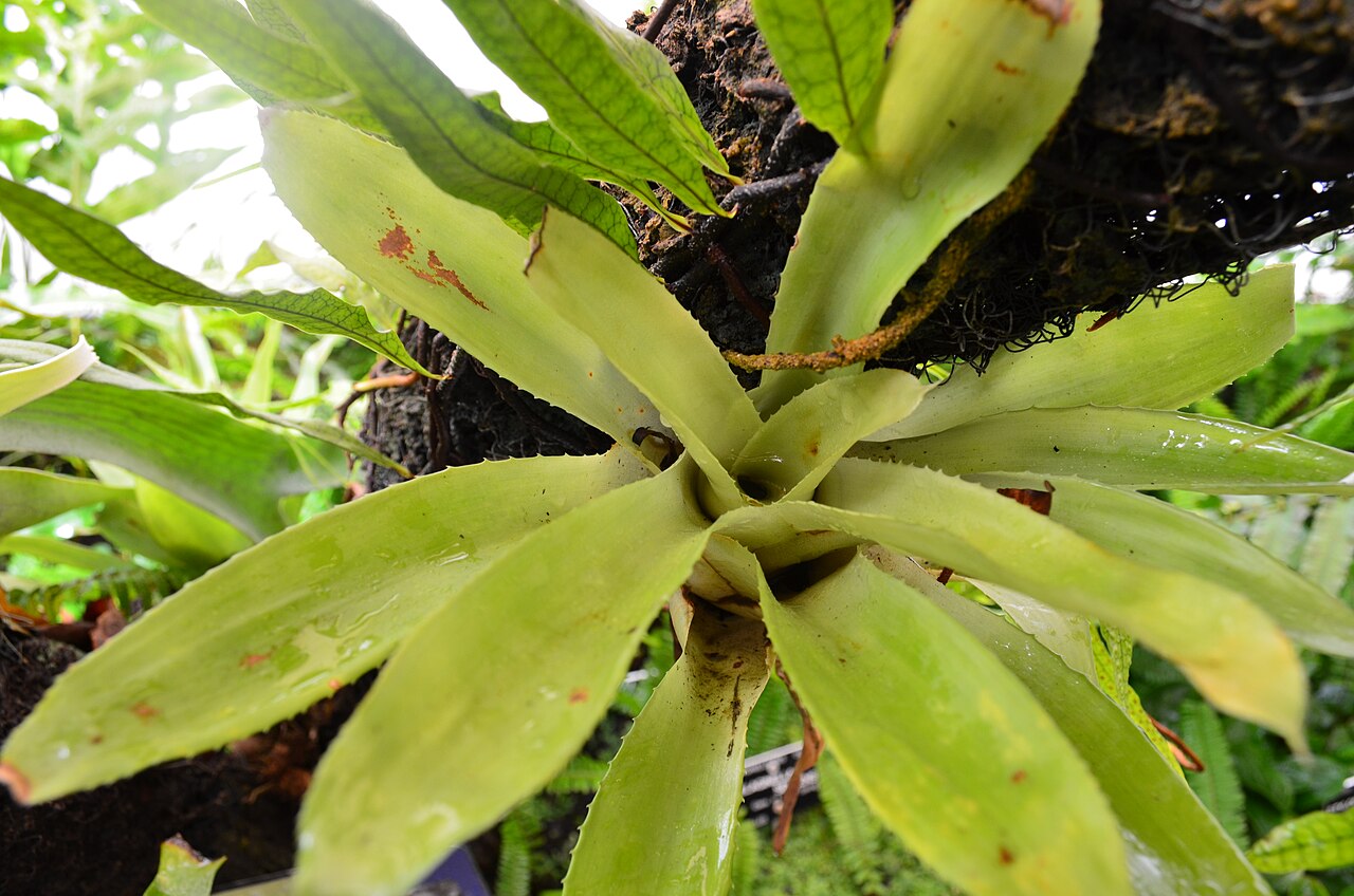 Canistropsis billbergioides: Spécimen de Nidularium billbergioides , cultivé dans les serres du jardin botanique de Lyon au parc de la Tête-d'Or