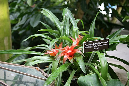 Canistropsis billbergioides: Canistropsis billbergioides f. azurea Member of the Bromeliad family - Bromeliaceae