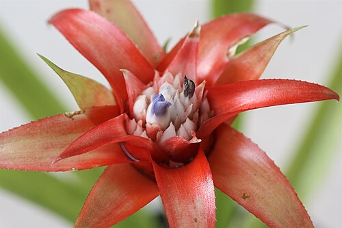 Canistropsis billbergioides: Canistropsis billbergioides forma azurea