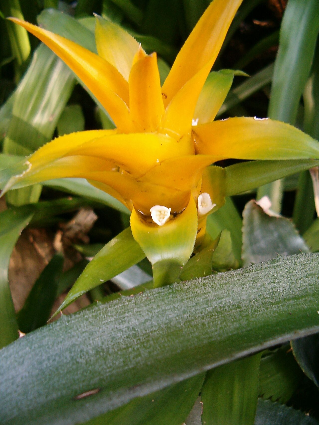 Canistropsis billbergioides (Canistropsis billbergioides)