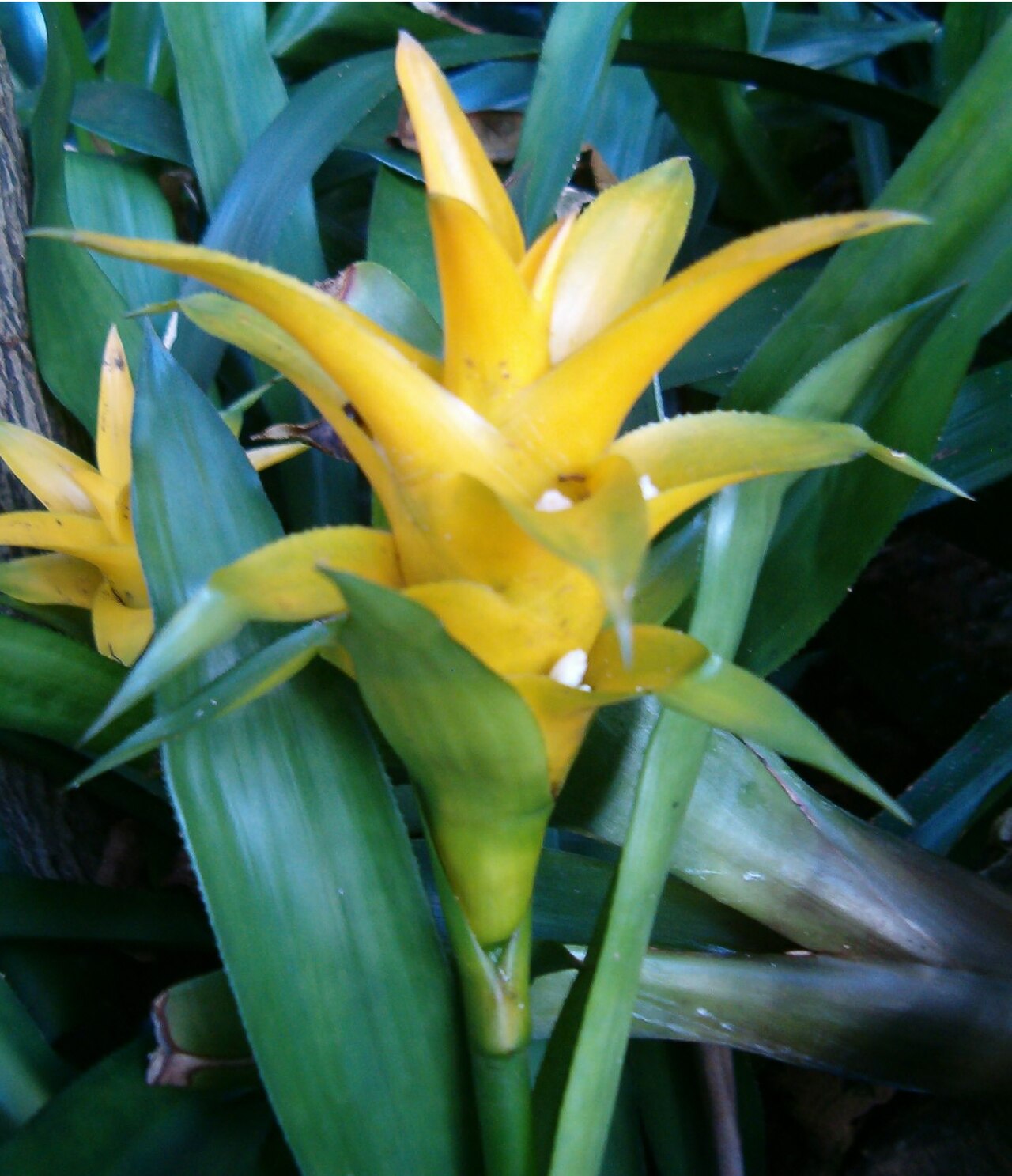 Canistropsis billbergioides (Canistropsis billbergioides)