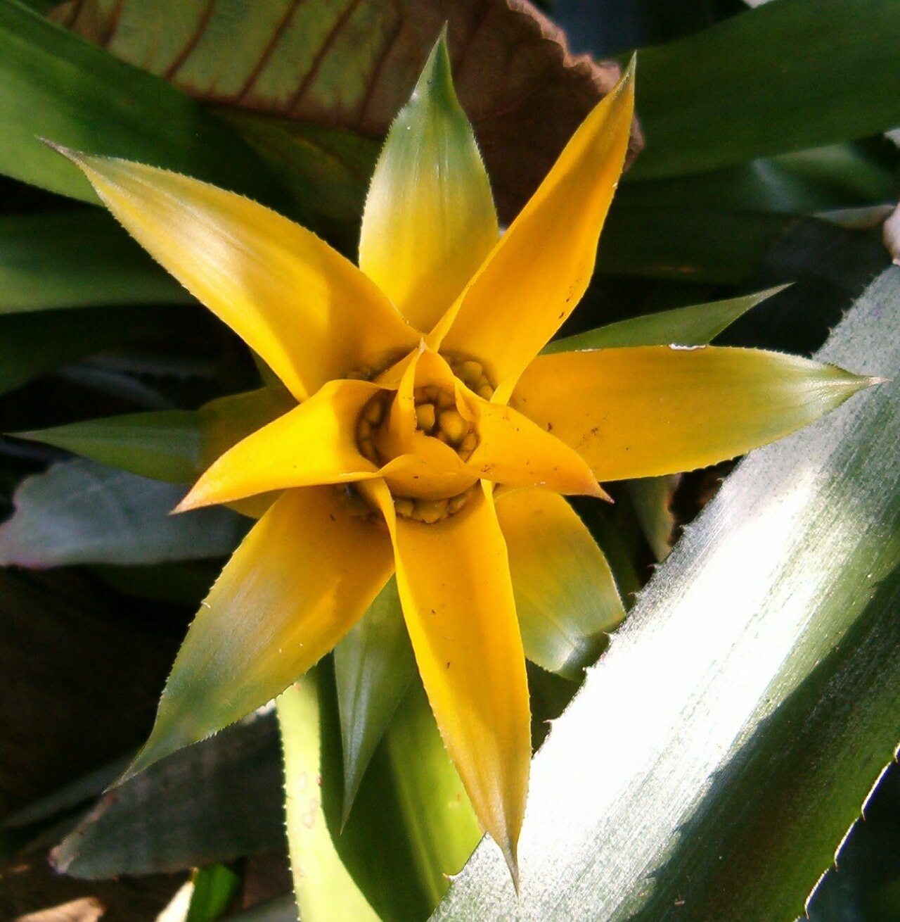Canistropsis billbergioides (Canistropsis billbergioides)
