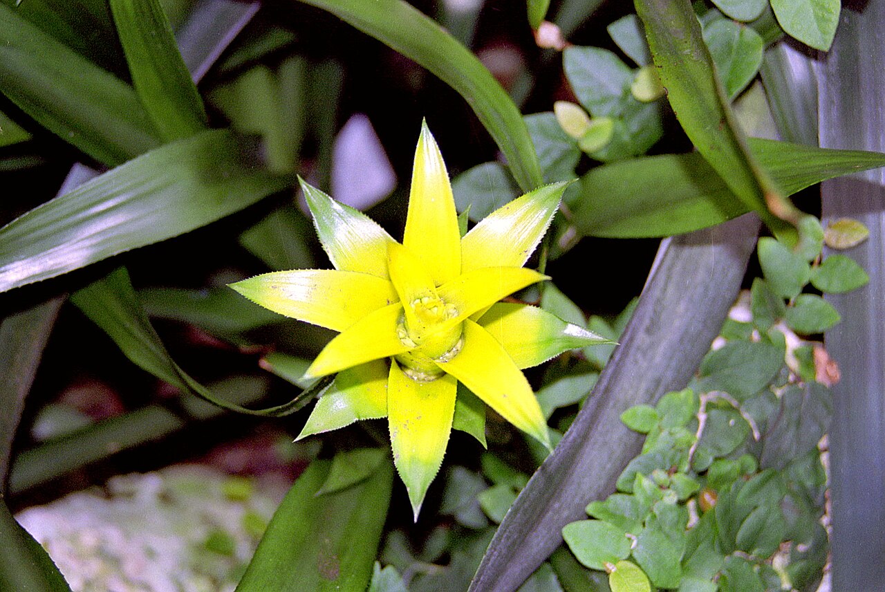 Canistropsis billbergioides (Canistropsis billbergioides)
