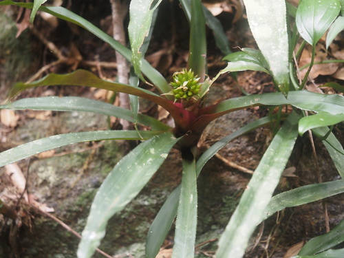 Canistropsis burchellii (Canistropsis burchellii)