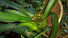 Canistropsis burchellii (Canistropsis burchellii)