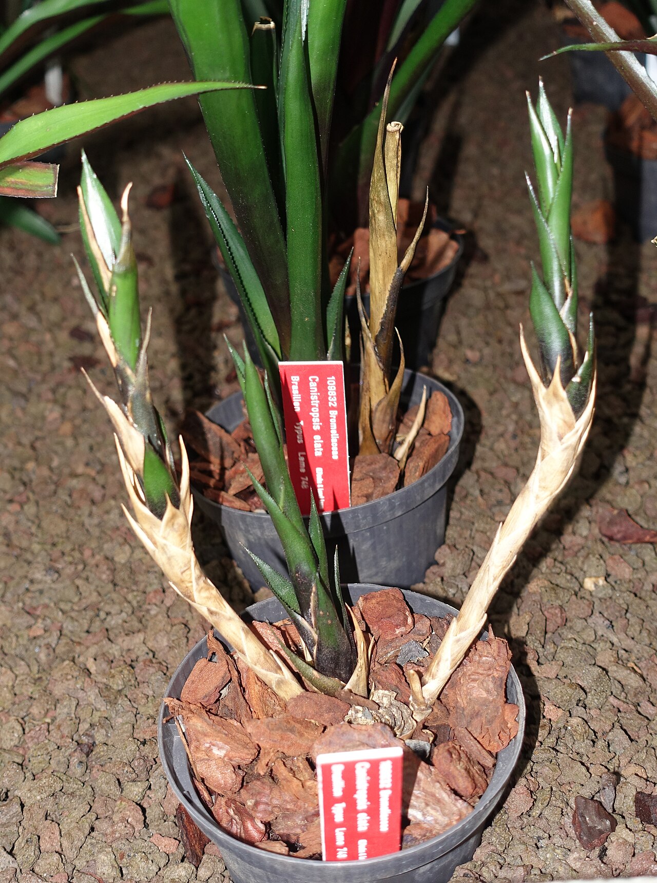 Canistropsis elata: Botanical specimen in the Botanischer Garten - Heidelberg, Germany.
