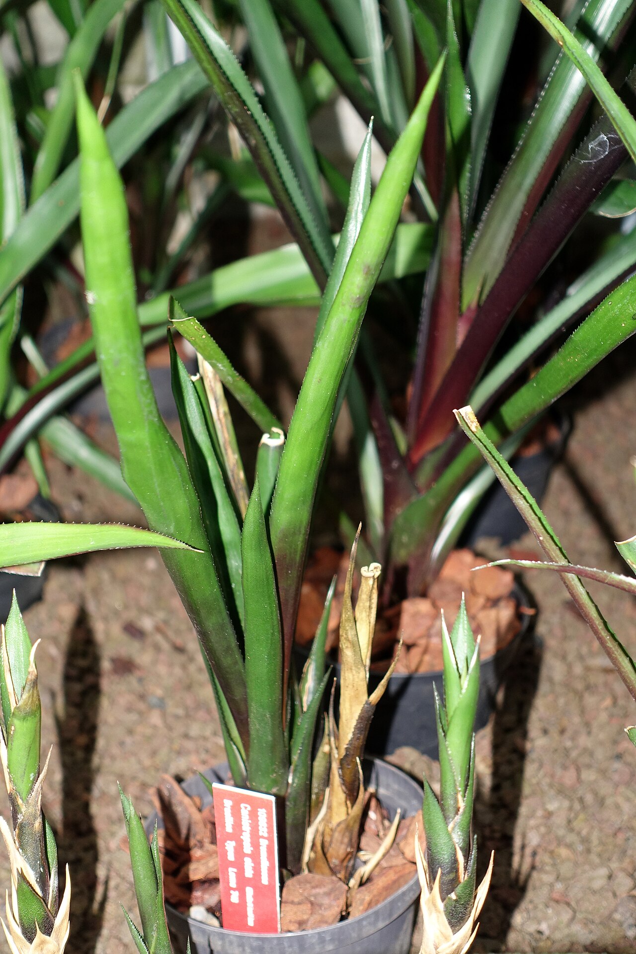 Canistropsis elata: Botanical specimen in the Botanischer Garten - Heidelberg, Germany.