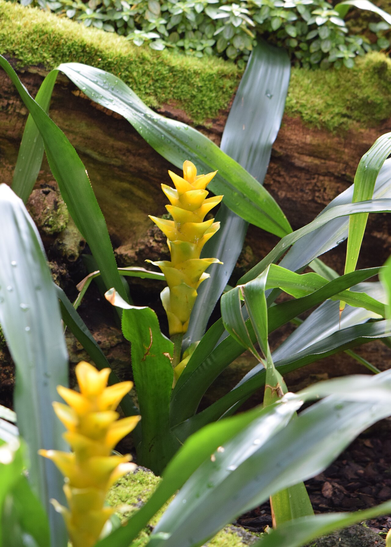 Canistropsis seidelii: Nidularium seidelii in the Botanischer Garten, Berlin-Dahlem