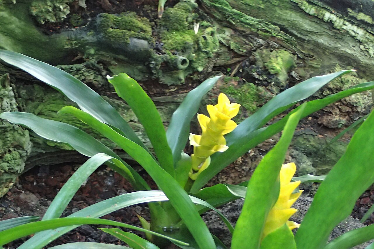 Canistropsis seidelii: Nidularium seidelii in the Botanischer Garten, Berlin-Dahlem