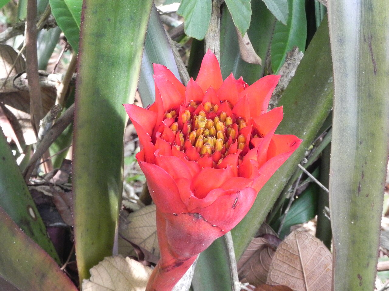Canistrum aurantiacum: Bromélia endêmica ( Canistrum aurantiacum ) do Centro Pernambuco.