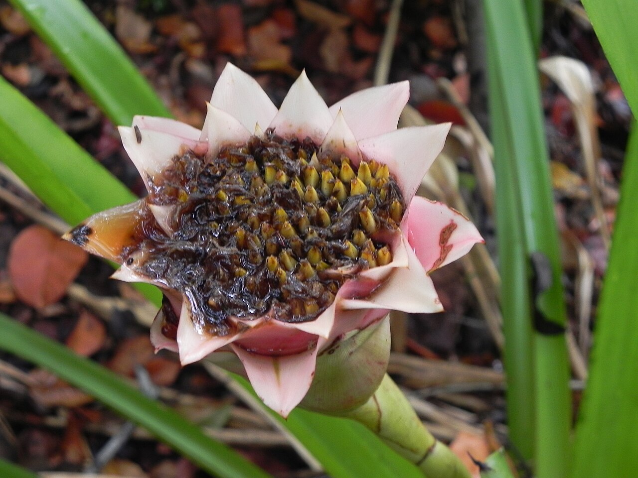 Canistrum aurantiacum: Bromélia endêmica. Canistrum aurantiacum . Sirinhaém.