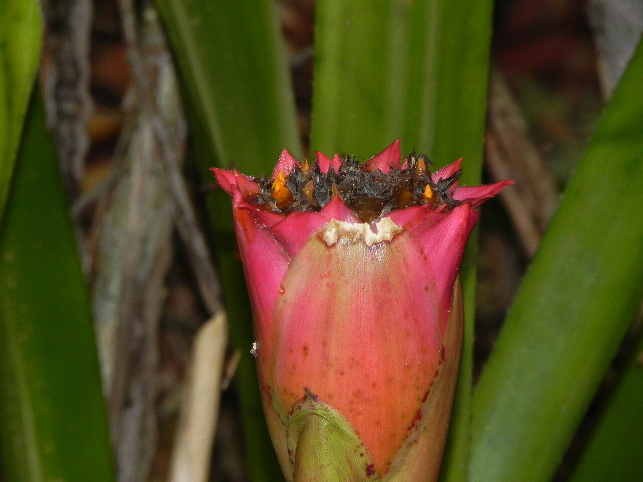 Canistrum aurantiacum: Bromélia endêmica do Centro Pernambuco. Canistrum aurantiacum . Sirinhaém.