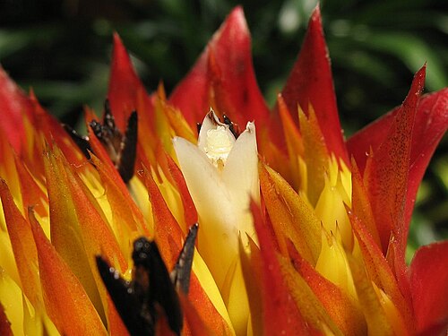 Canistrum aurantiacum: Canistrum aurantiacum in cultivation at the Botanical Garden of Heidelberg, Germany .