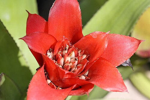 Canistrum montanum: Canistrum montanum
