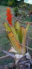 Canistrum pickelii (Canistrum pickelii)