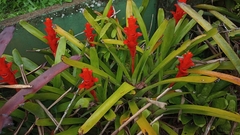 Canistrum pickelii (Canistrum pickelii)