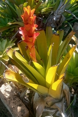 Canistrum pickelii (Canistrum pickelii)