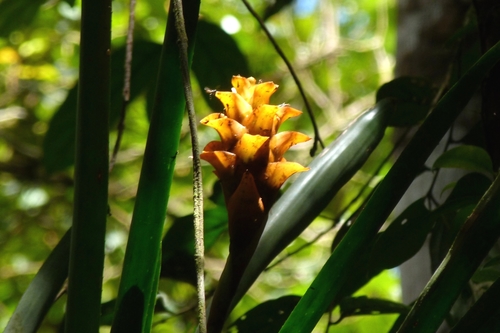 Canistrum pickelii (Canistrum pickelii)