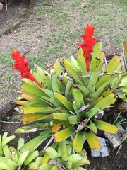 Canistrum pickelii (Canistrum pickelii)