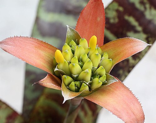 Canistrum seidelianum: Canistrum seidelianum