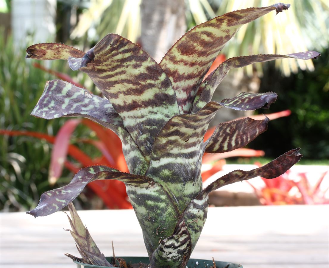 Canistrum seidelianum: Canistrum seidelianum