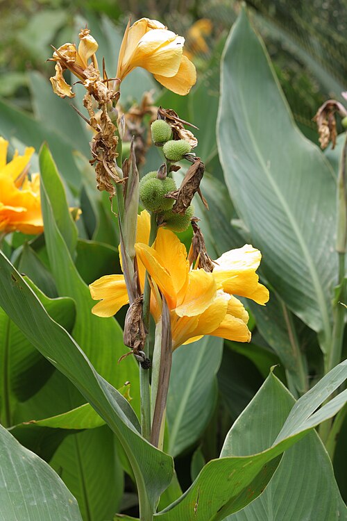 Indian shot: Canna flowers