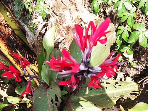 Indian shot: Rhizomatous plant,flowers bright red.