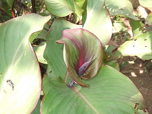 Indian shot: Rhizomatous plant,flowers bright red.