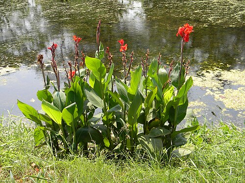 Indian shot: Common name in en: Canna or Canna Lily, hn: Keli, bpy: Laphoorit, bn: Kalaboti or Kalabati. Botanical name: Canna spp. Family: Cannaceae (canna family). Photogr