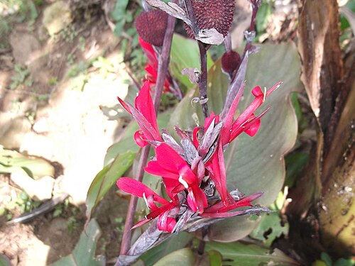Indian shot: Rhizomatous plant,flowers bright red.