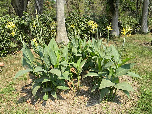 Indian shot: Common name in en: Canna or Canna Lily, hn: Keli, bpy: Laphoorit, bn: Kalaboti or Kalabati. Botanical name: Canna spp. Family: Cannaceae (canna family). Photogr
