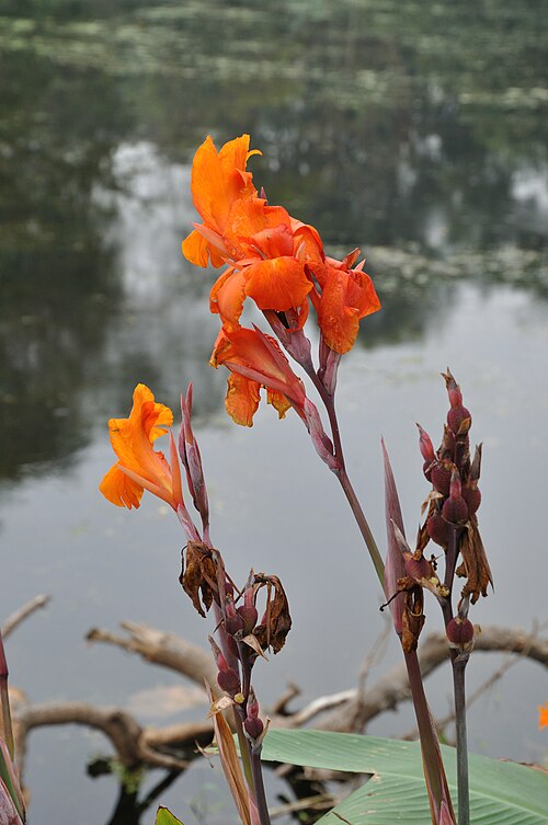 Indian shot: Common name in en: Canna or Canna Lily, hn: Keli, bpy: Laphoorit, bn: Kalaboti or Kalabati. Botanical name: Canna spp. Family: Cannaceae (canna family). Photogr