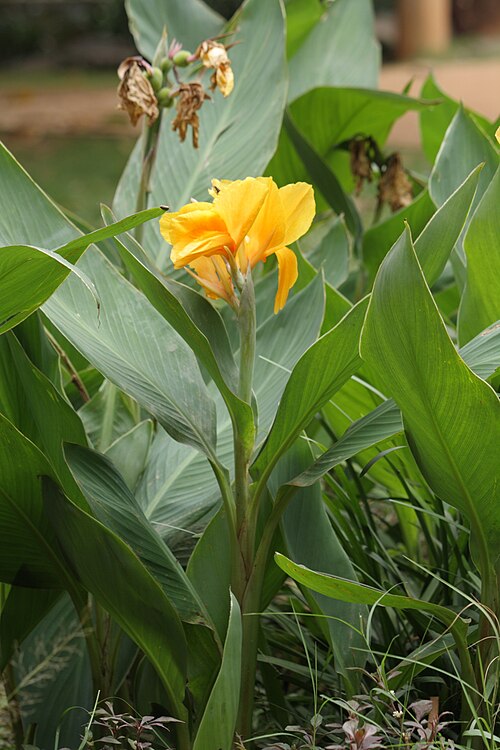 Indian shot: Canna flower
