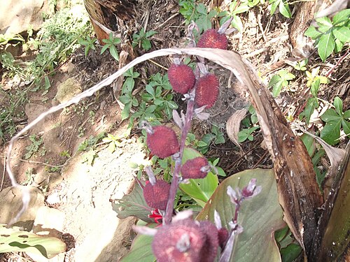 Indian shot: Rhizomatous plant,flowers bright red.