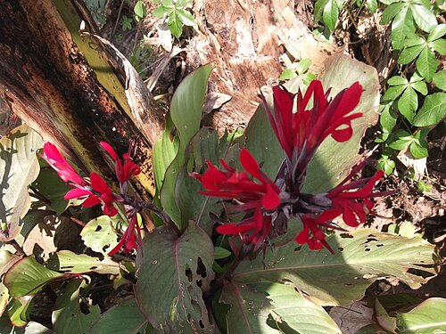 Indian shot: Rhizomatous plant,flowers bright red.