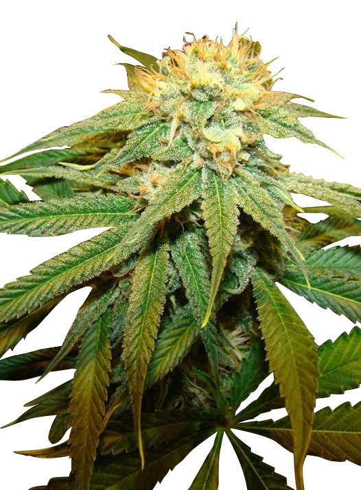 Marijuana: Afghan Cannabis